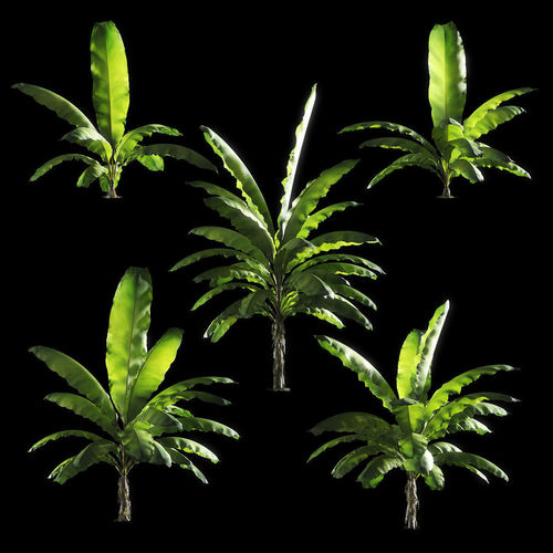 Banana palm tree Set of 5 models 3D model