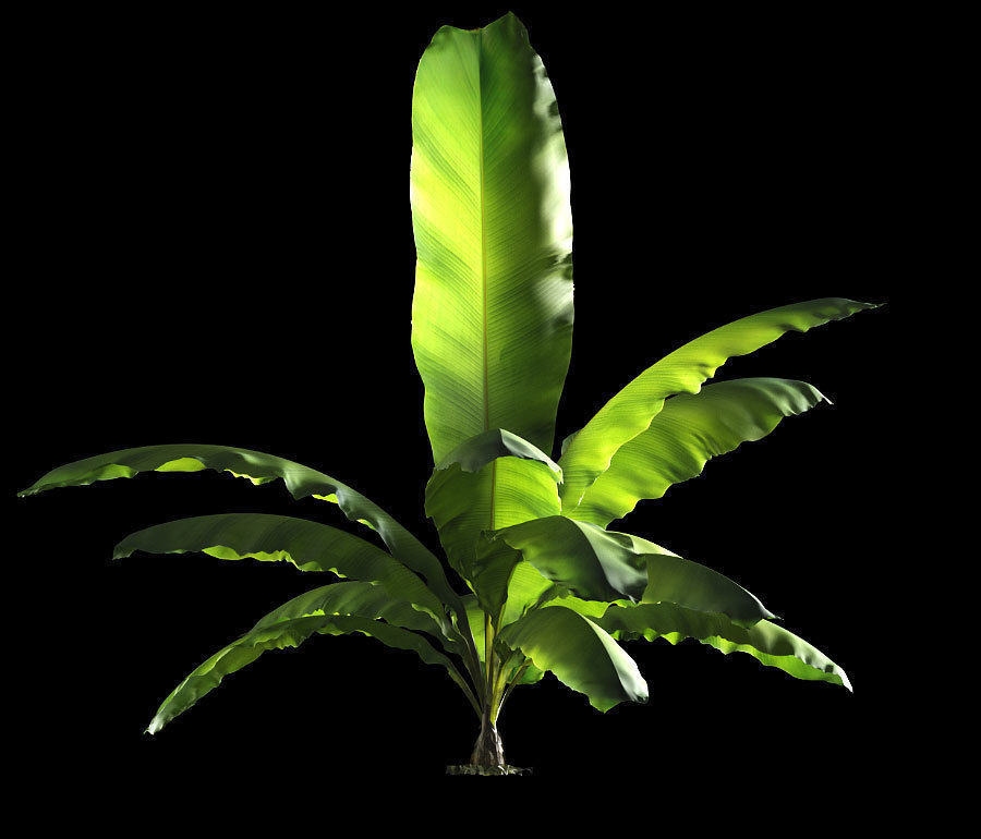 Banana palm tree Set of 5 models 3D model_2