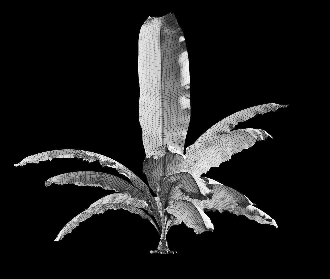 Banana palm tree Set of 5 models 3D model_7