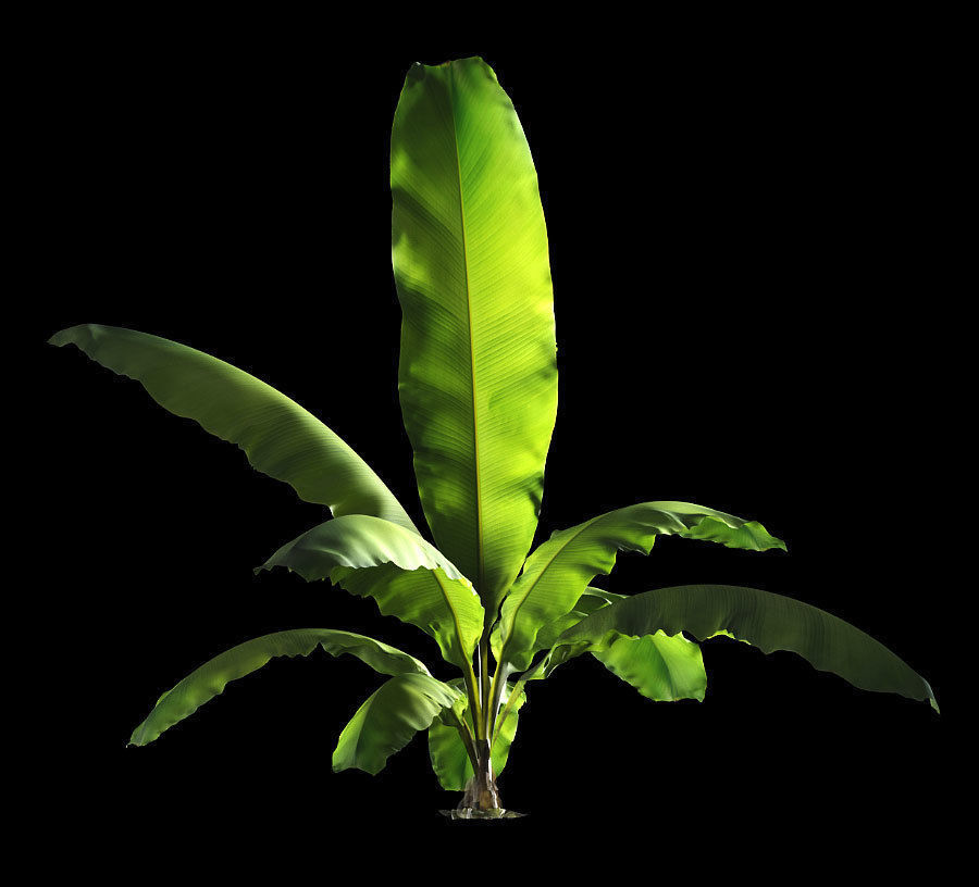 Banana palm tree Set of 5 models 3D model_1