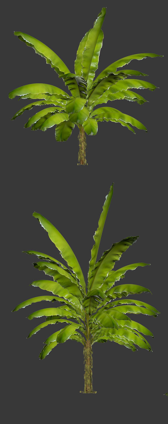 Banana palm tree Set of 5 models 3D model_14