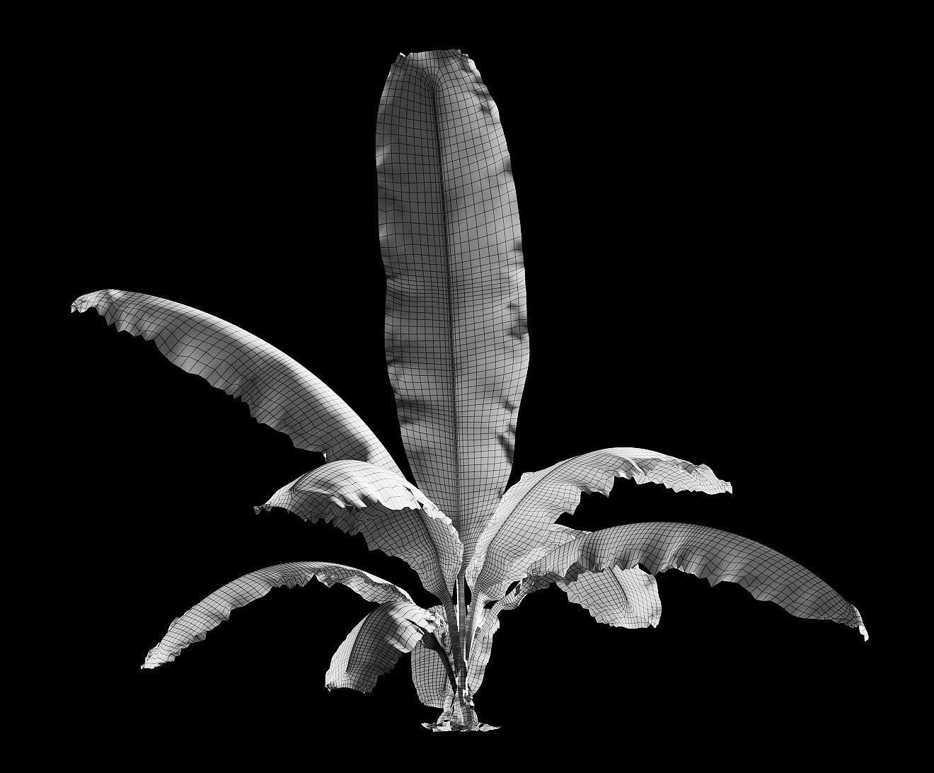 Banana palm tree Set of 5 models 3D model_6