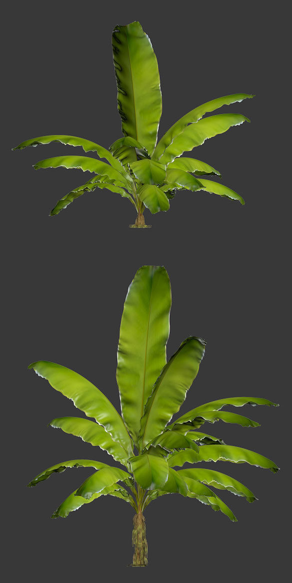 Banana palm tree Set of 5 models 3D model_13