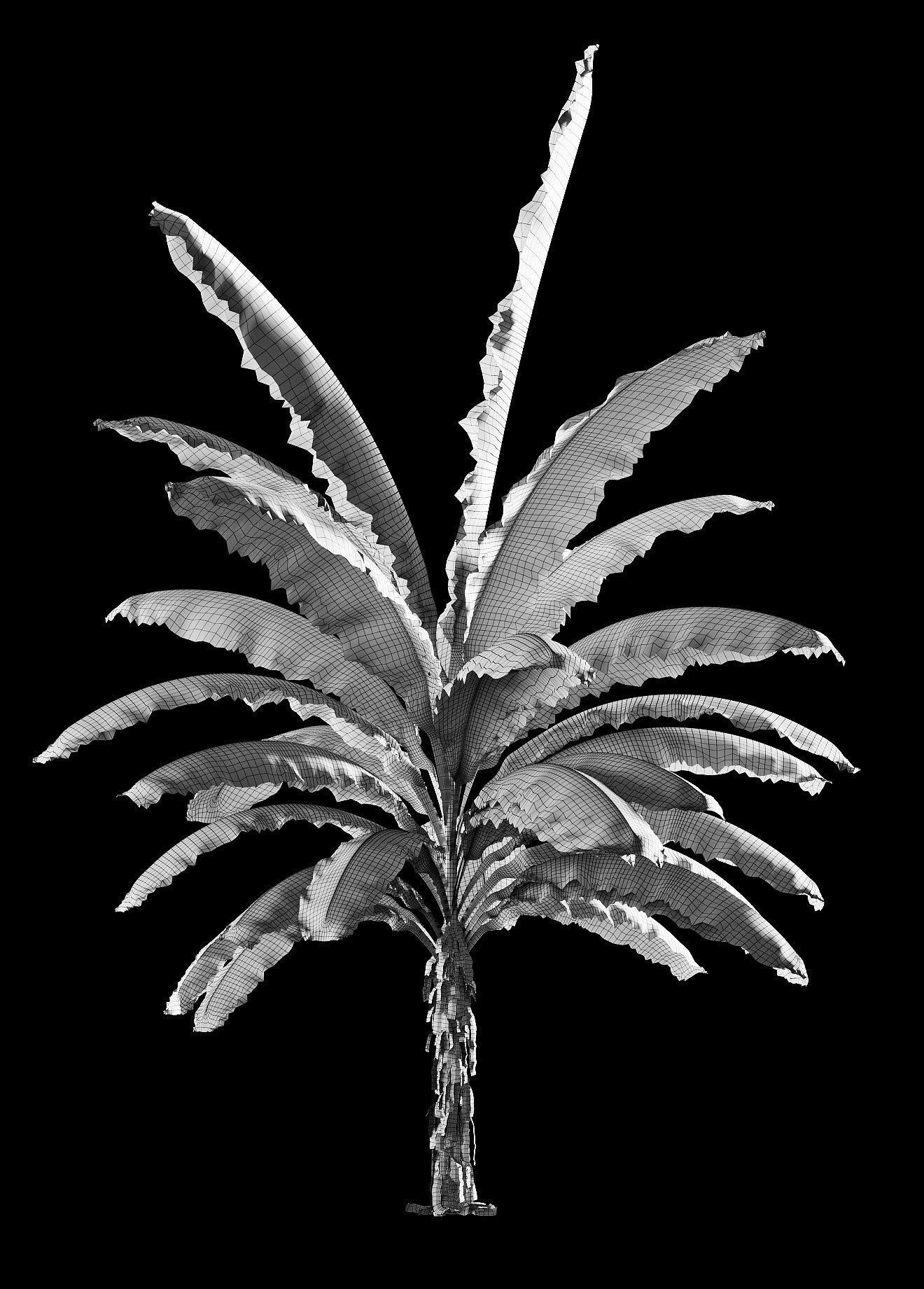 Banana palm tree Set of 5 models 3D model_10