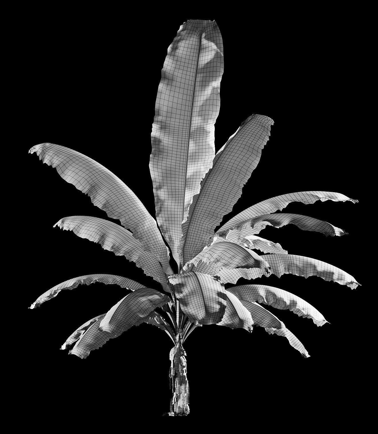 Banana palm tree Set of 5 models 3D model_8