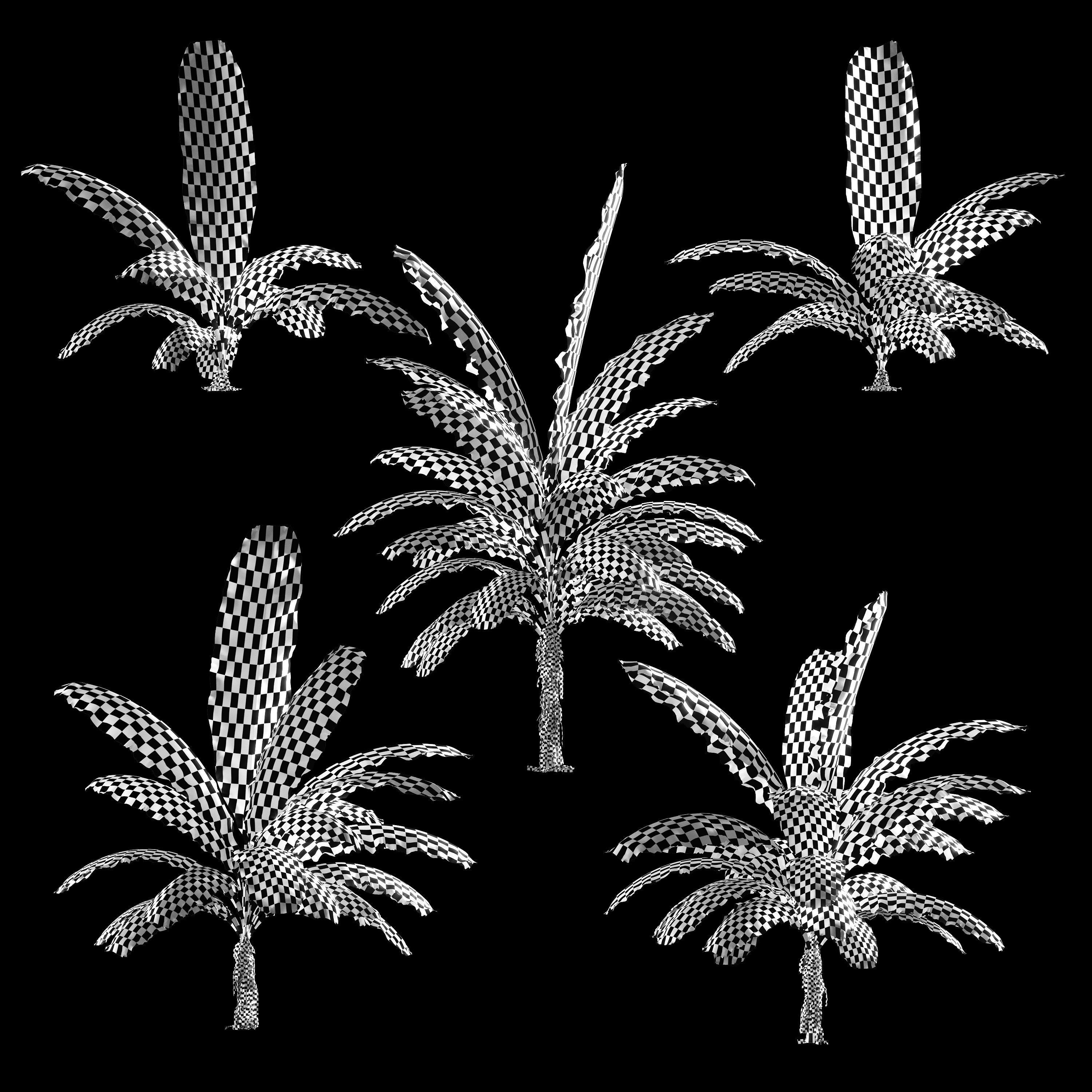Banana palm tree Set of 5 models 3D model_11