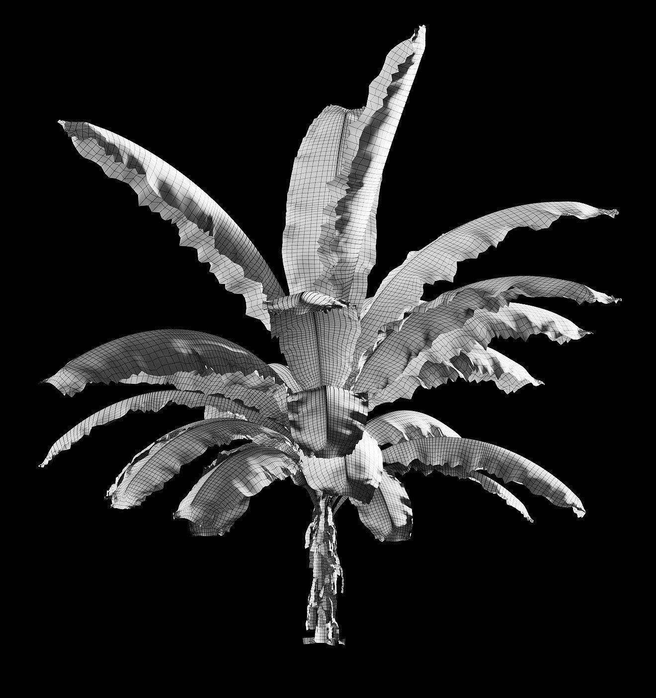 Banana palm tree Set of 5 models 3D model_9