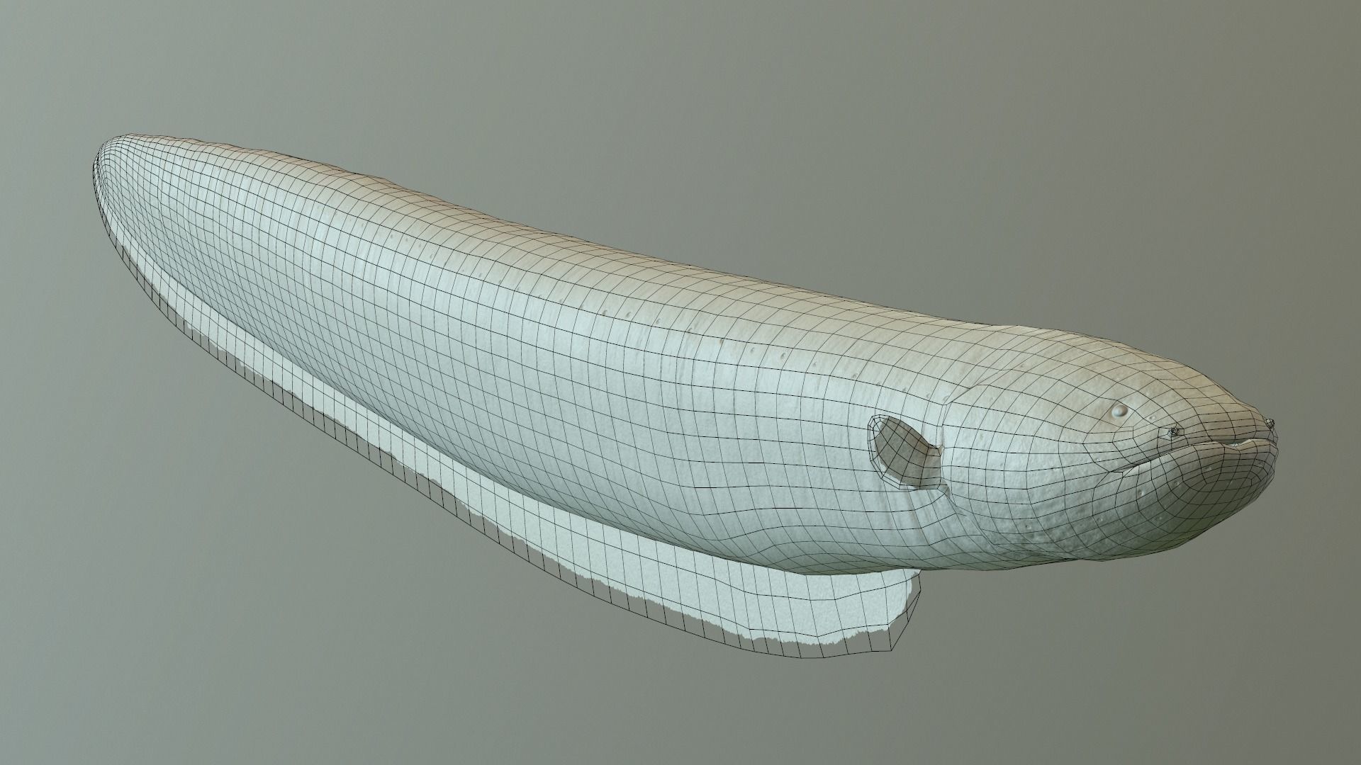 Electrophorus Electricus Static Low-poly 3D model_9