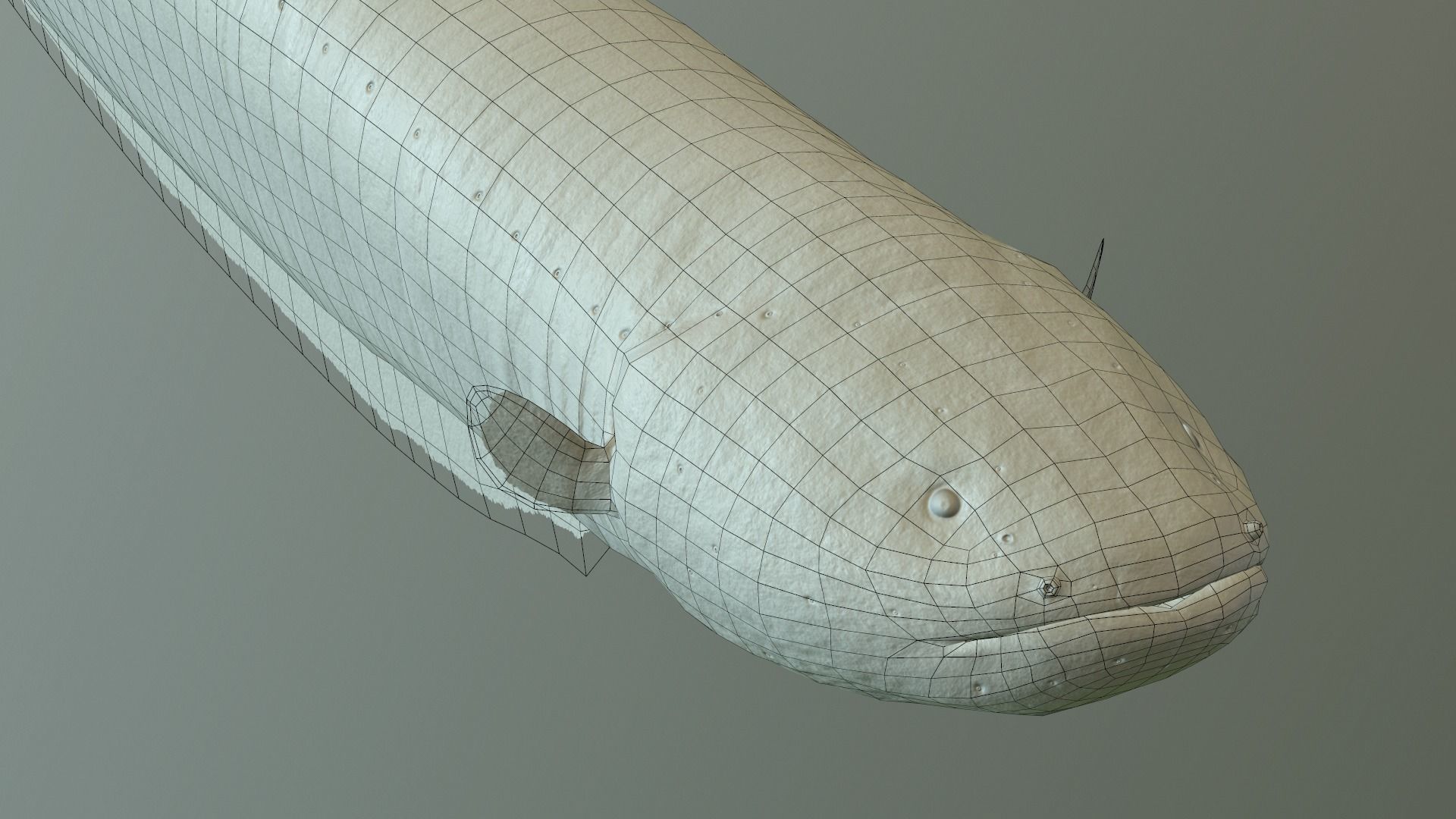 Electrophorus Electricus Static Low-poly 3D model_10