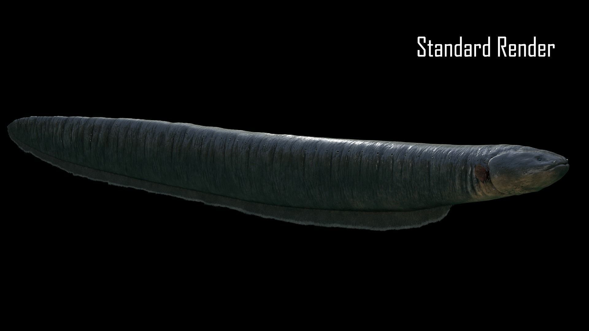 Electrophorus Electricus Static Low-poly 3D model_12