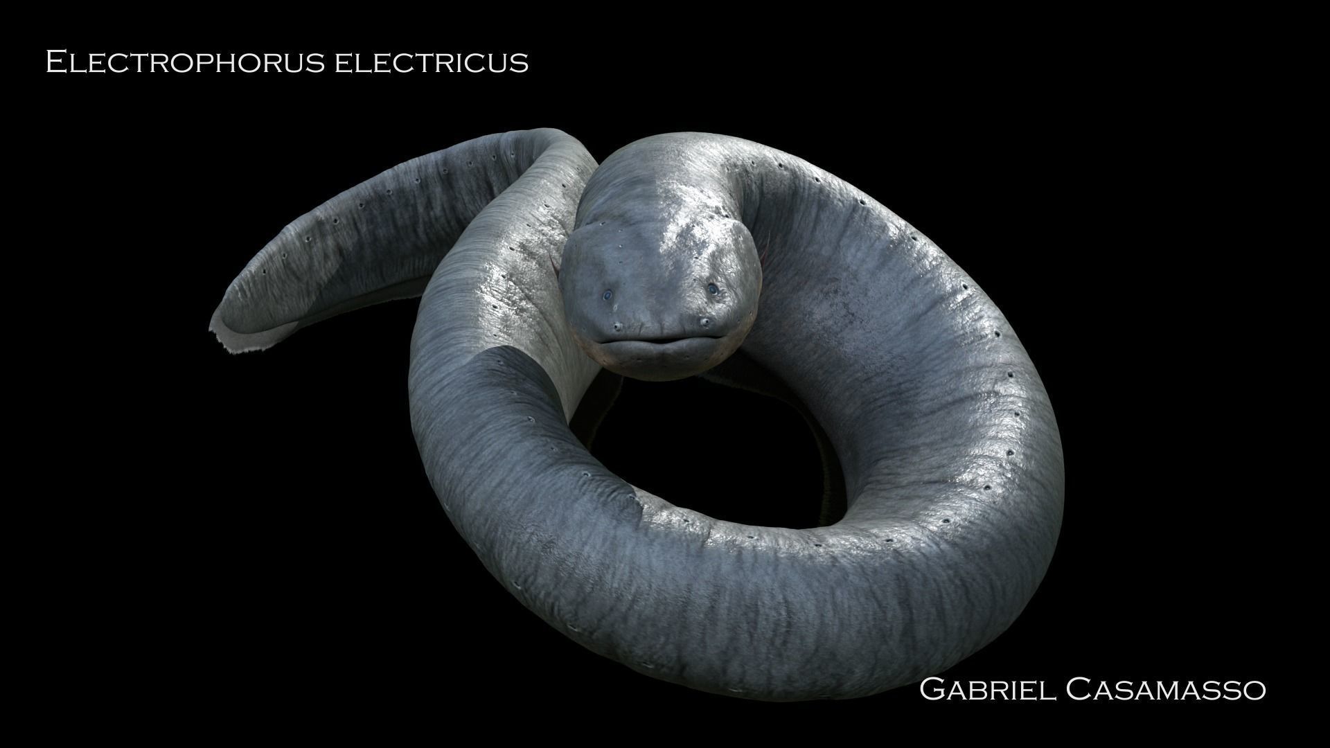 Electrophorus Electricus Static Low-poly 3D model_5