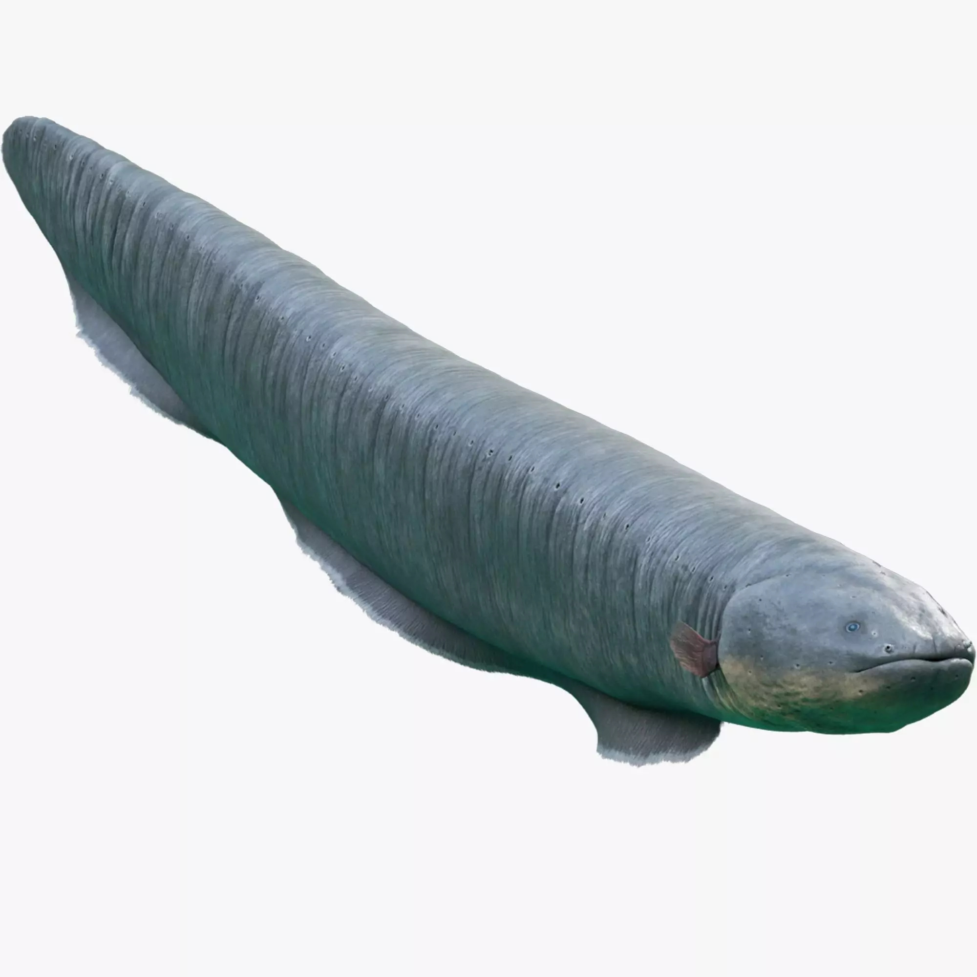 Electrophorus Electricus Static Low-poly 3D model_0