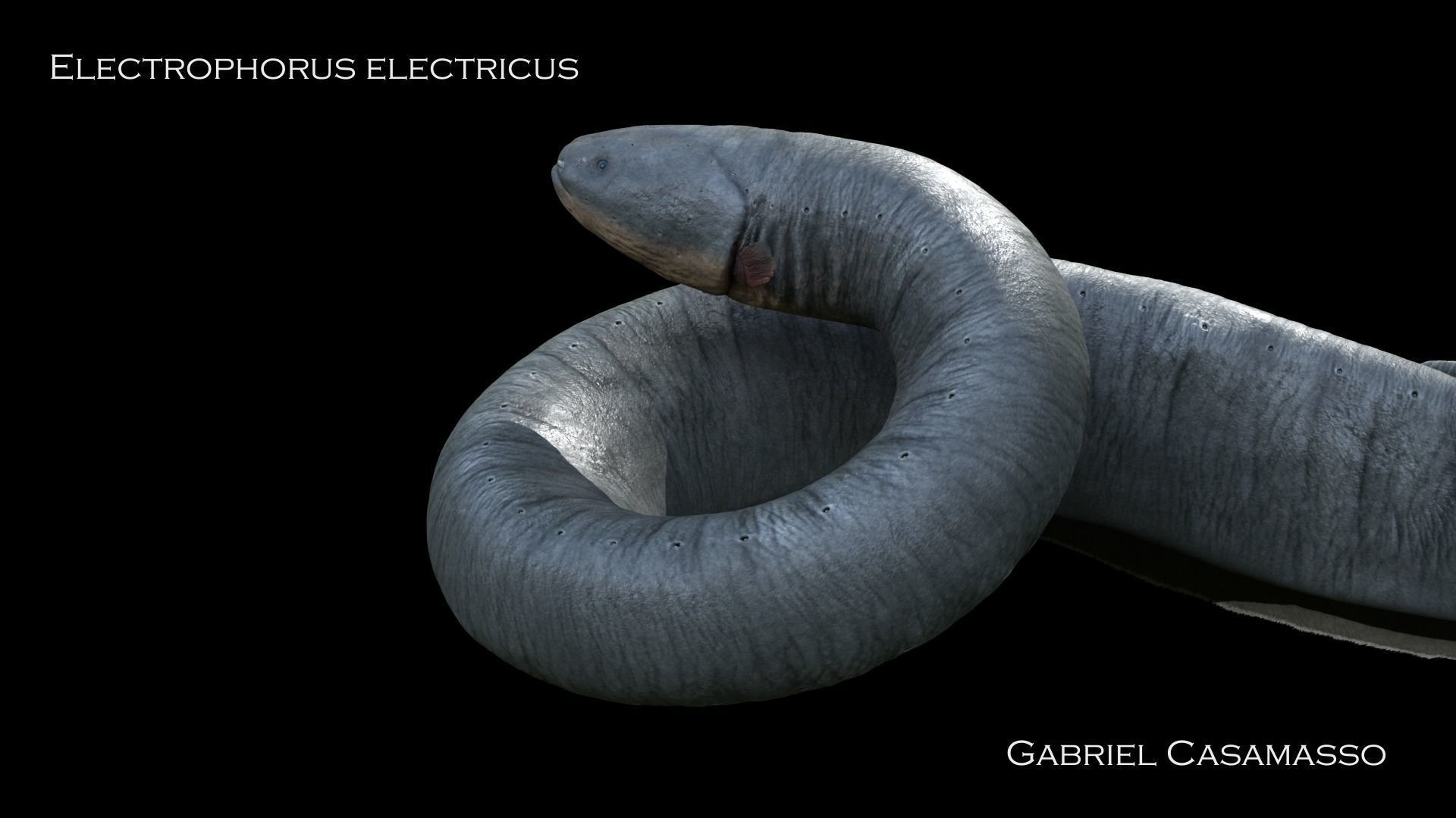 Electrophorus Electricus Static Low-poly 3D model_6