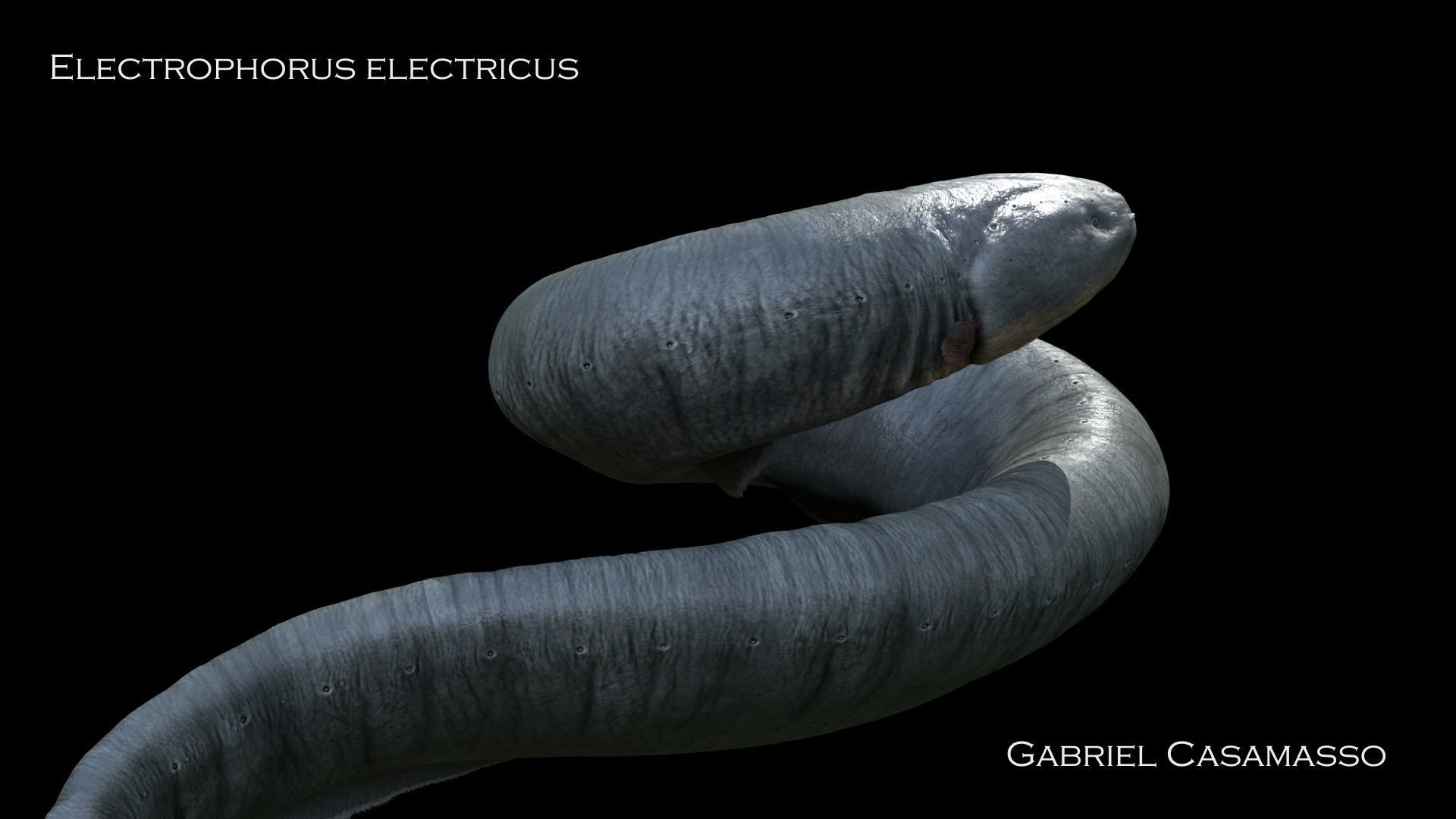 Electrophorus Electricus Static Low-poly 3D model_7