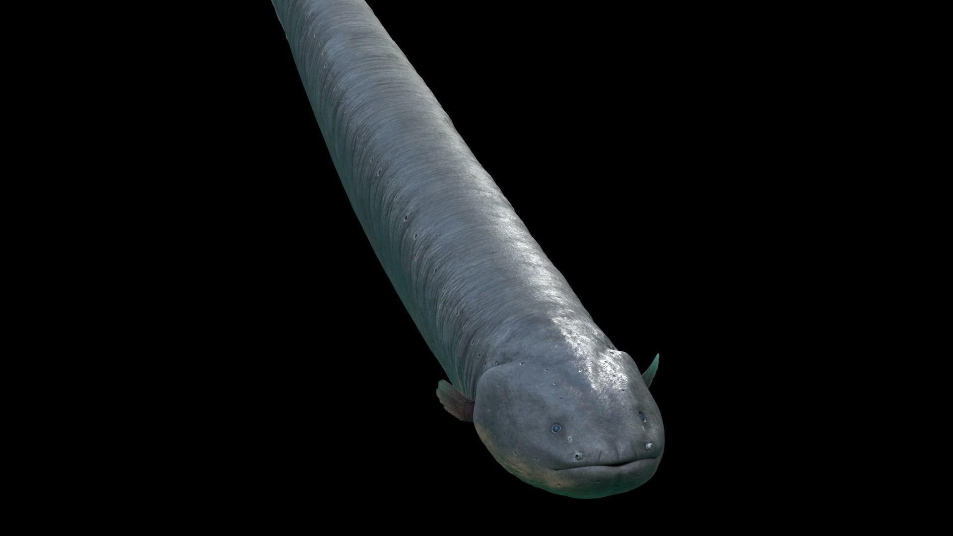 Electrophorus Electricus Static Low-poly 3D model_3