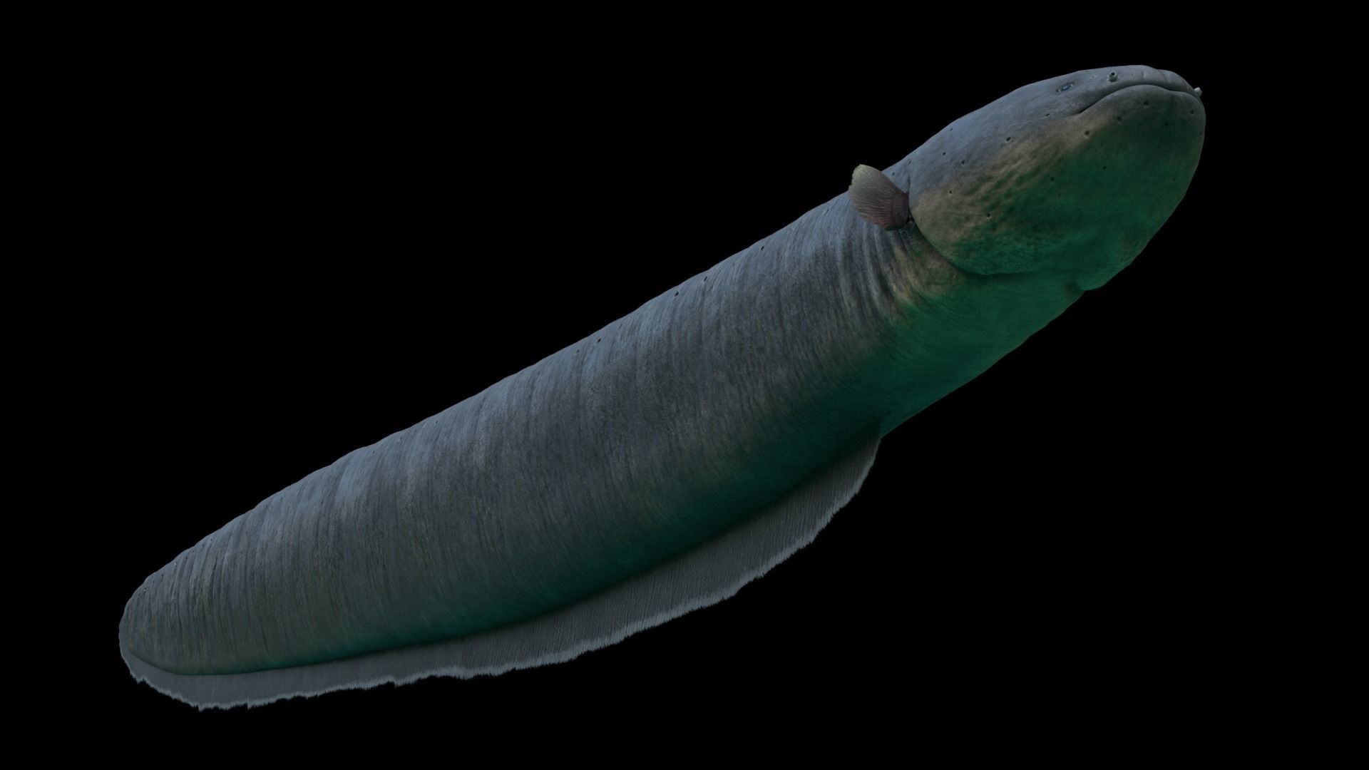 Electrophorus Electricus Static Low-poly 3D model_2