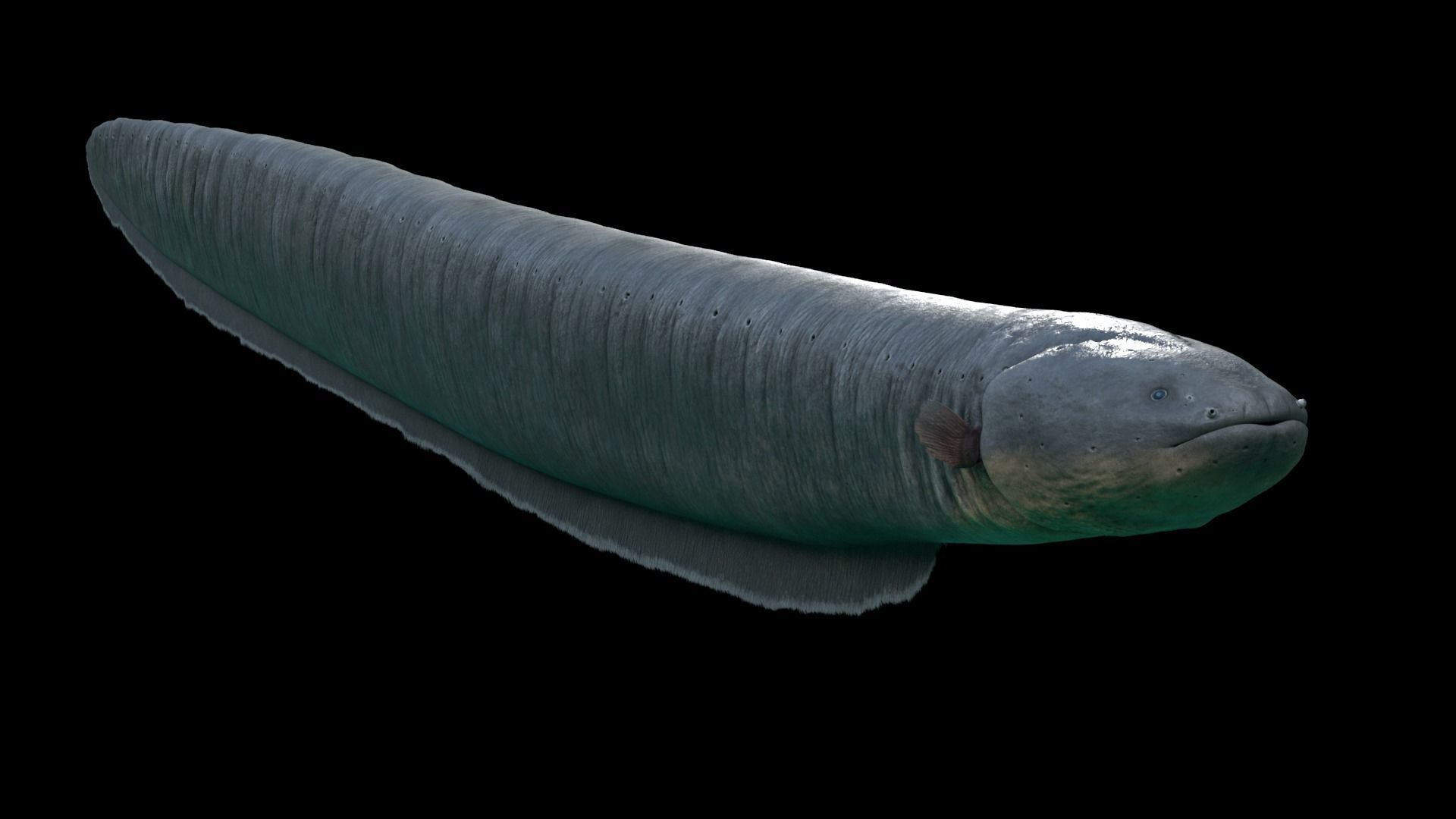 Electrophorus Electricus Static Low-poly 3D model_1