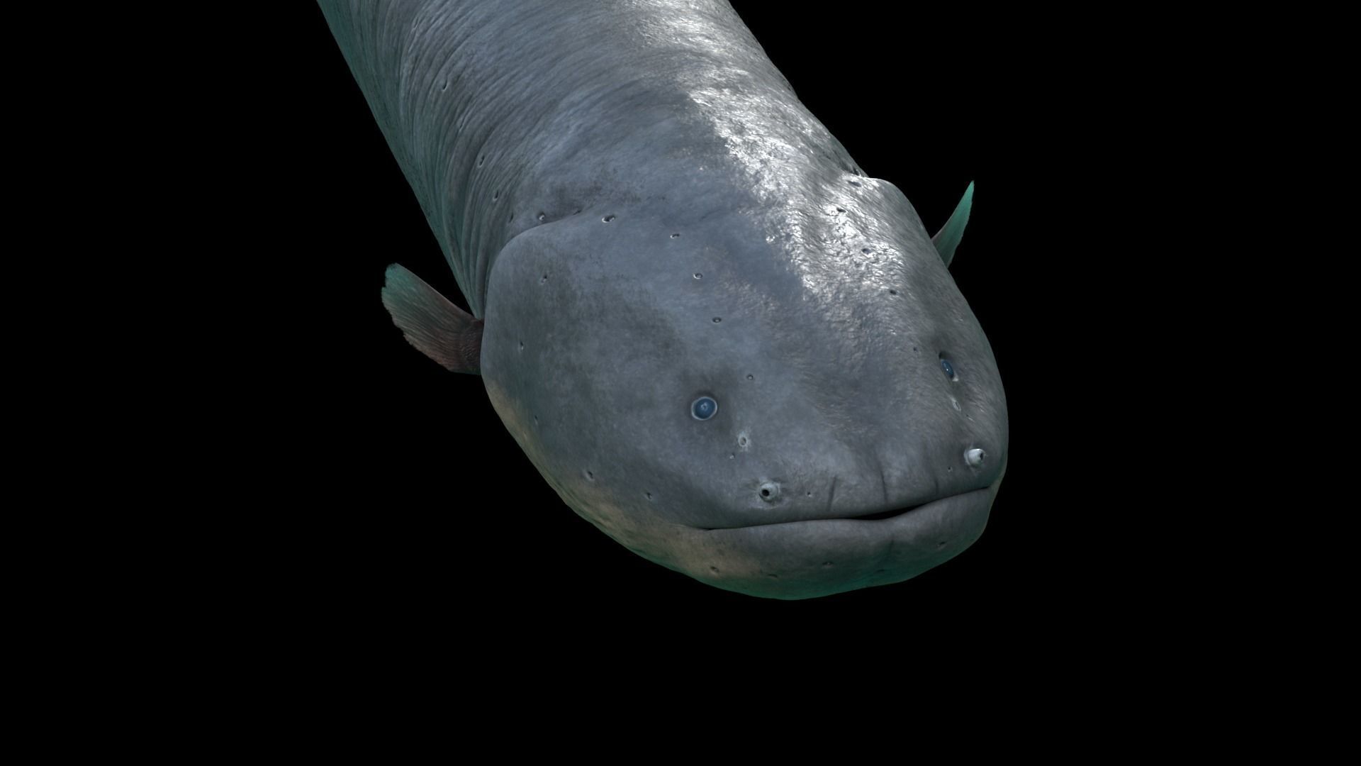 Electrophorus Electricus Static Low-poly 3D model_4