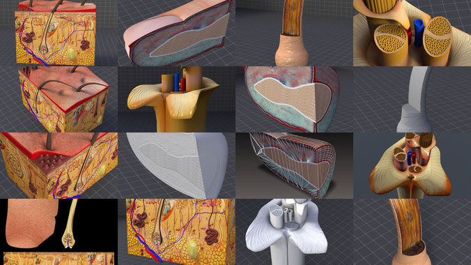Integumentary System of the Human Body 3D Model Collection