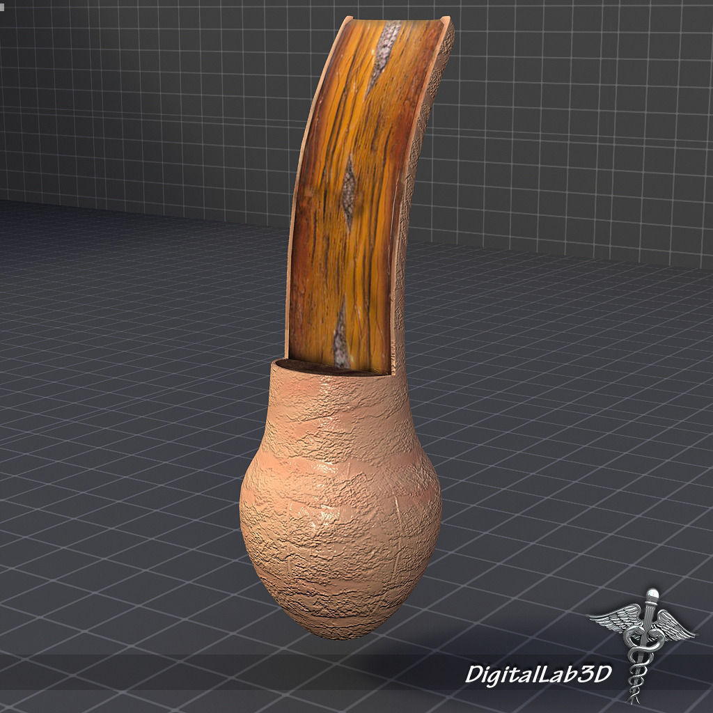 Integumentary System of the Human Body 3D Model Collection_3