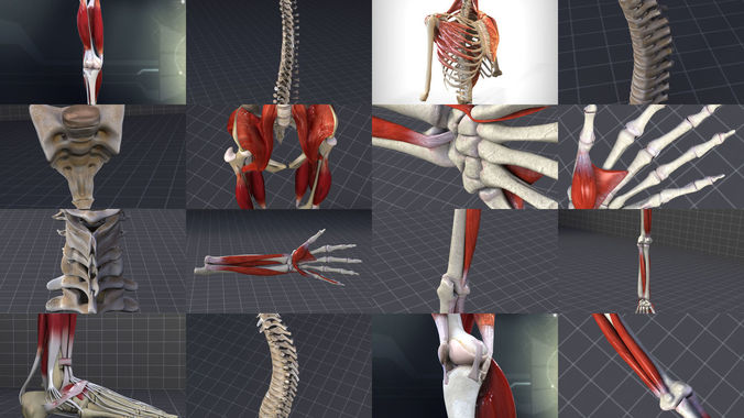 Skeletal System 3D Model Collection