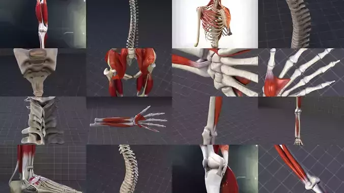 Skeletal System 3D Model Collection