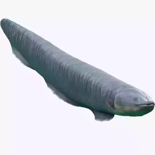 Electrophorus Electricus Low-poly 3D model