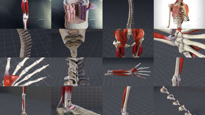 Skeletal System with Bone Anatomy 3D Model Collection