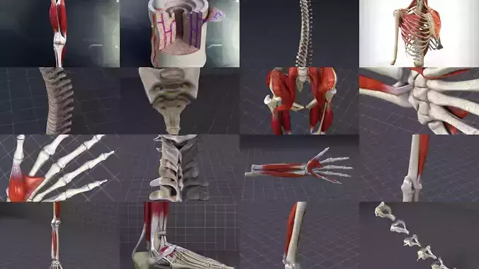 Skeletal System with Bone Anatomy 3D Model Collection