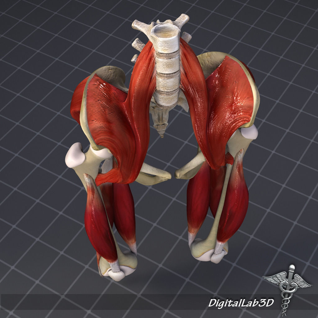 Skeletal System with Bone Anatomy 3D Model Collection_7