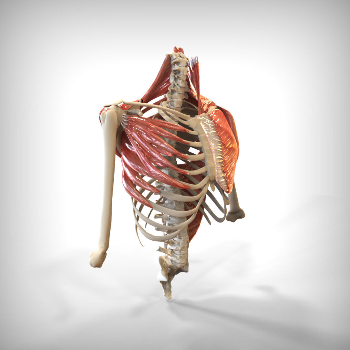 Skeletal System with Bone Anatomy 3D Model Collection_4