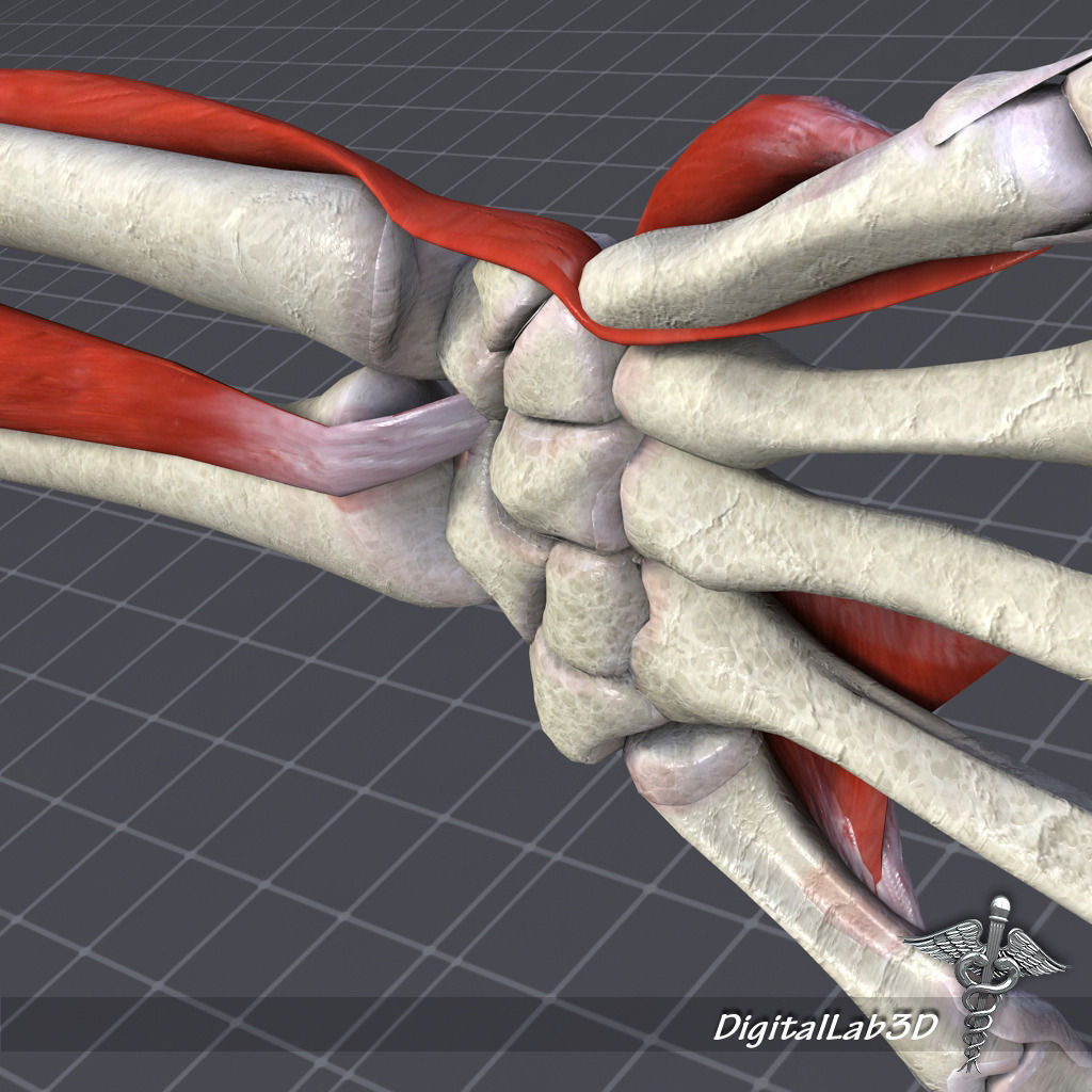 Skeletal System with Bone Anatomy 3D Model Collection_8