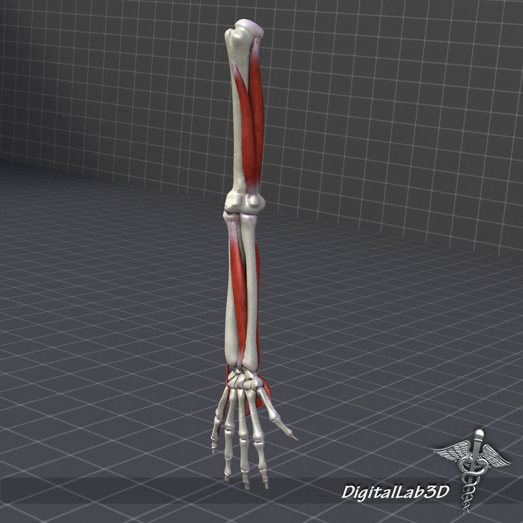 Skeletal System with Bone Anatomy 3D Model Collection_13