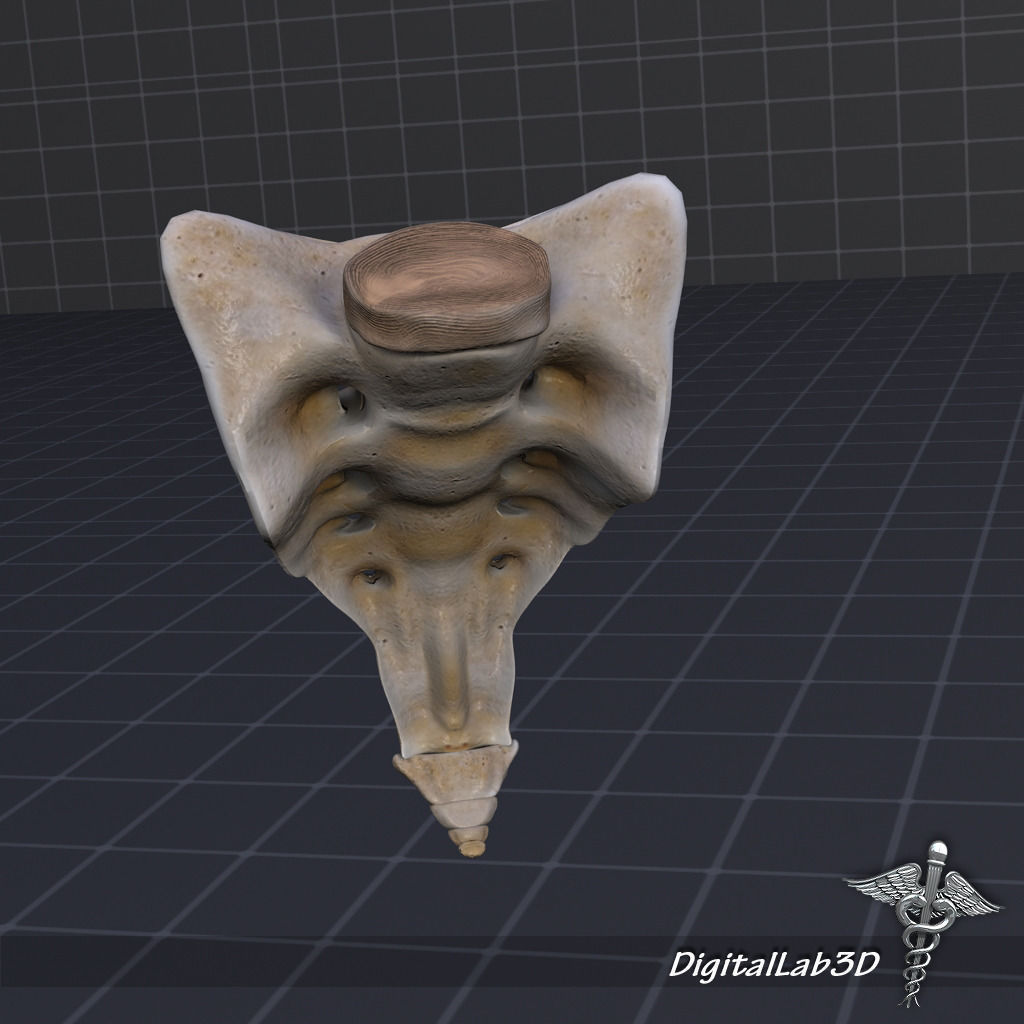 Skeletal System with Bone Anatomy 3D Model Collection_6