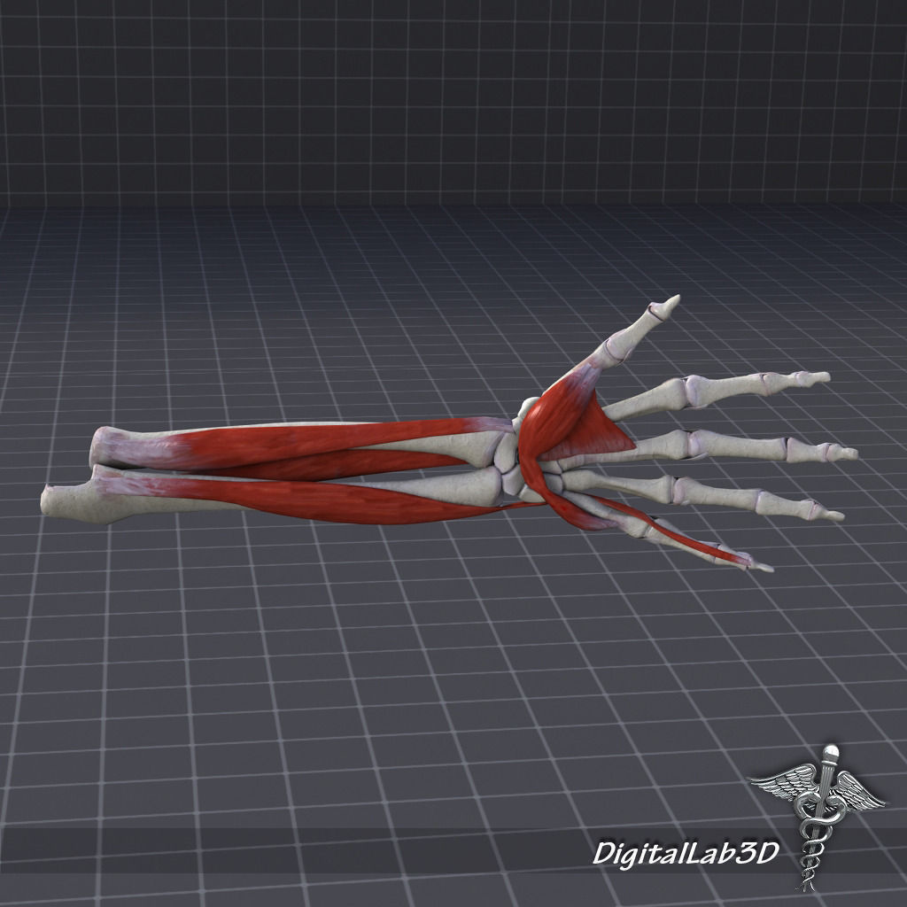 Skeletal System with Bone Anatomy 3D Model Collection_11