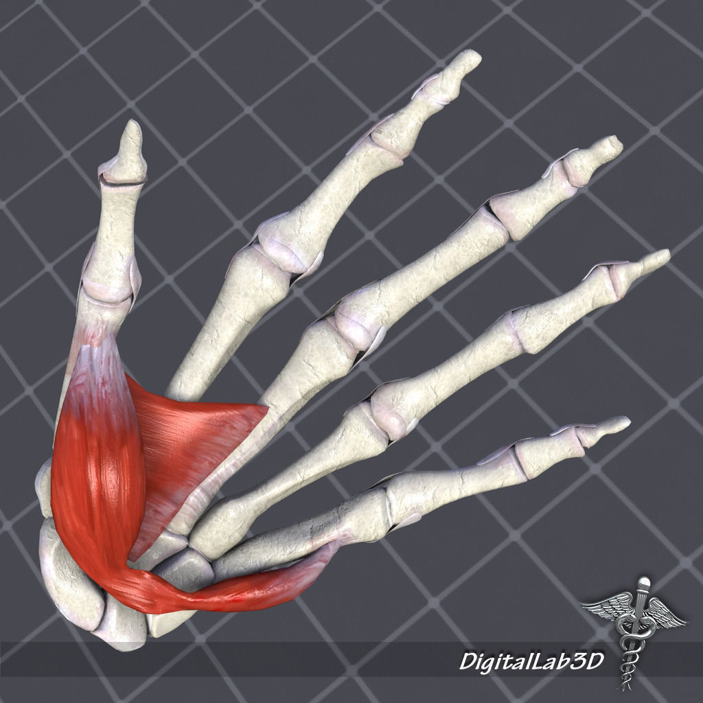 Skeletal System with Bone Anatomy 3D Model Collection_9