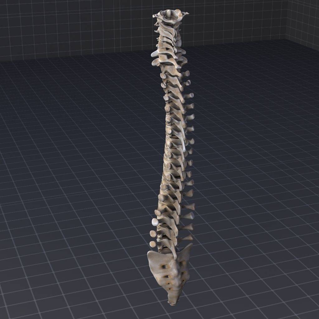Skeletal System with Bone Anatomy 3D Model Collection_3