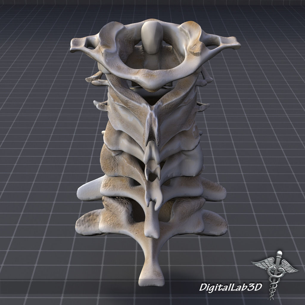 Skeletal System with Bone Anatomy 3D Model Collection_10