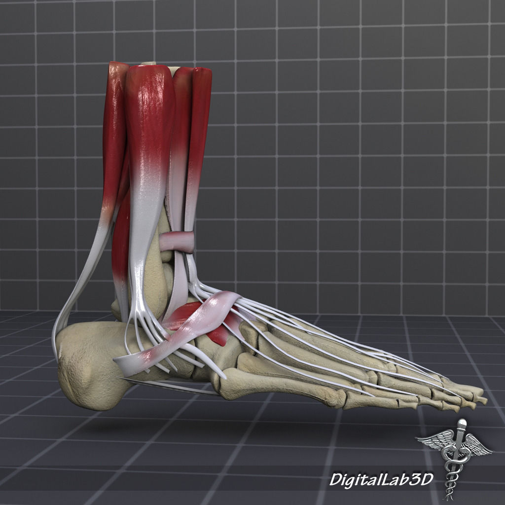 Skeletal System with Bone Anatomy 3D Model Collection_14