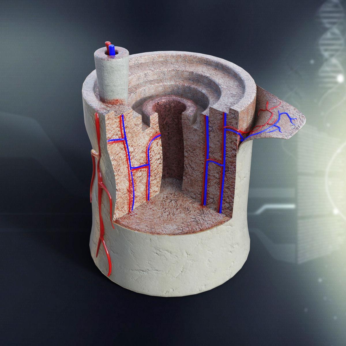 Skeletal System with Bone Anatomy 3D Model Collection_2