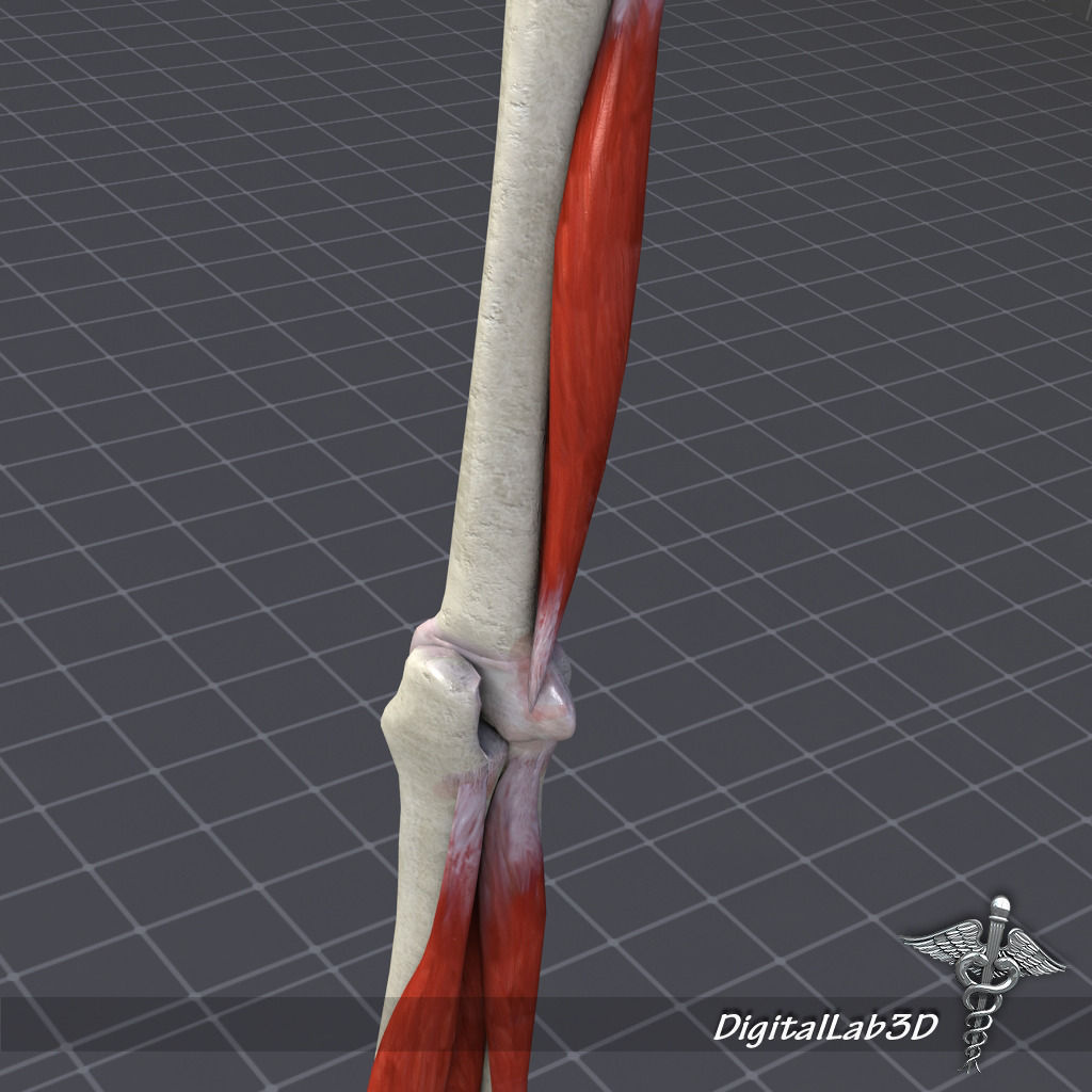 Skeletal System with Bone Anatomy 3D Model Collection_12