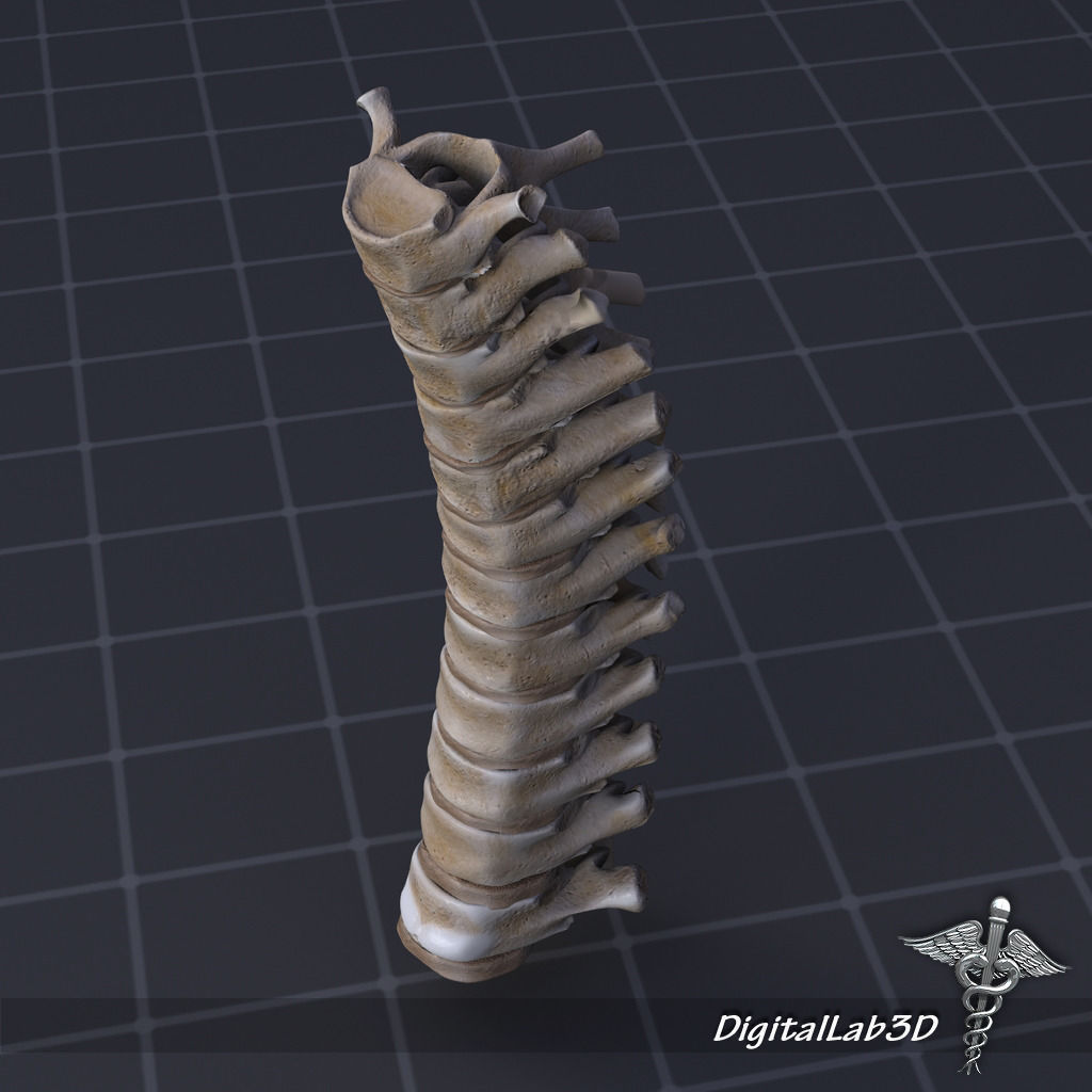 Skeletal System with Bone Anatomy 3D Model Collection_5