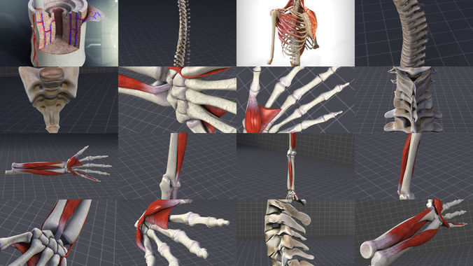 Upper Skeletal System 3D Model Collection