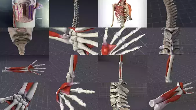 Upper Skeletal System 3D Model Collection