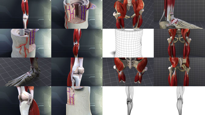 Lower Skeletal System 3D Model Collection