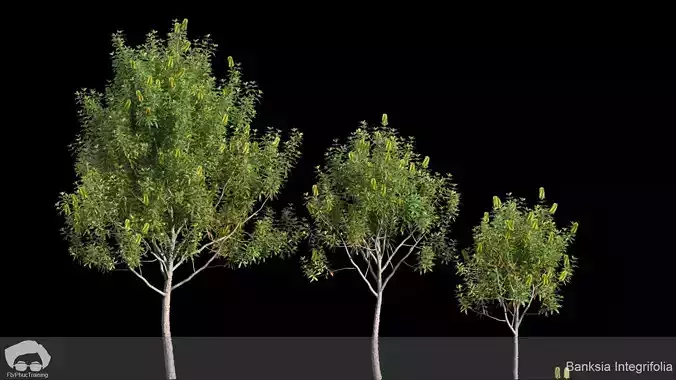 Banksia Integrifolia 3D model