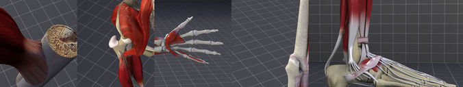 Muscular System 3D Model Collection