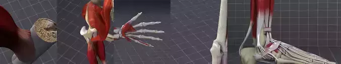 Muscular System 3D Model Collection
