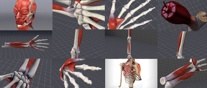 Upper Muscular System 3D Model Collection