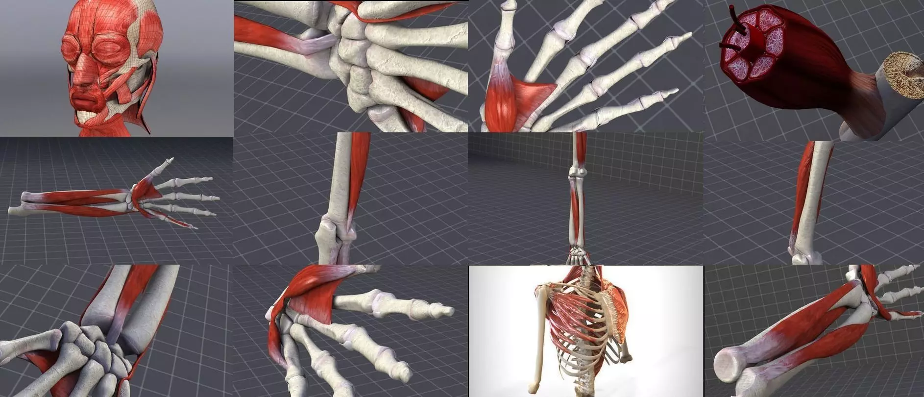 Upper Muscular System 3D Model Collection_0
